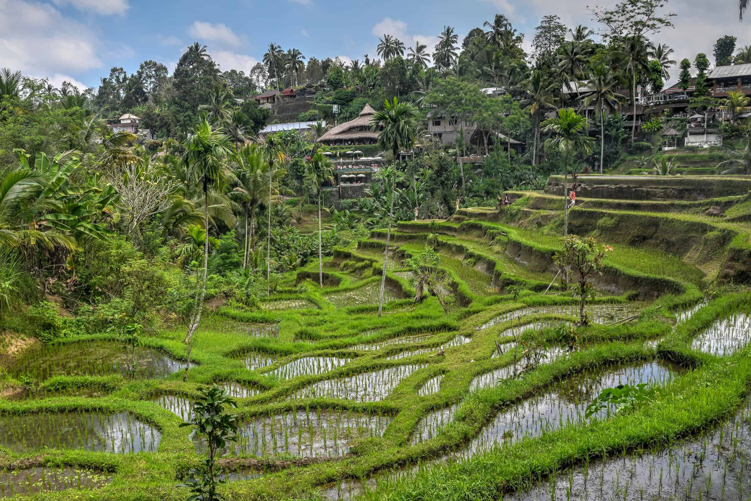 Ubud Rice Terraces